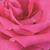 Roz - Trandafir teahibrid - Lancôme